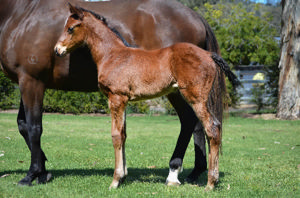 Breednet Gallery - Signore Fox Alma Vale Thoroughbreds, NSW