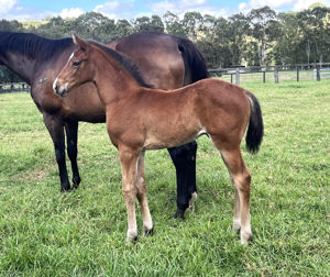 Breednet Gallery - Tiger of Malay Davali Thoroughbreds, NSW 