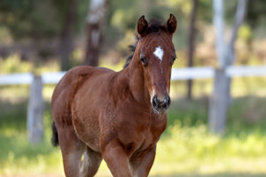 Breednet Gallery - Tassort Barador Stud