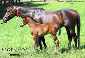 Breednet Gallery - Siyouni Segenhoe Stud, NSW