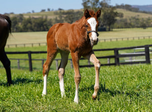 Breednet Gallery - St Mark's Basilica (Fr) Coolmore, NSW