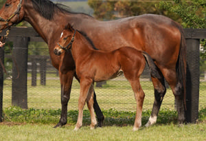 Breednet Gallery - St Mark's Basilica (Fr) Coolmore, NSW