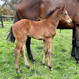 Breednet Gallery - St Mark's Basilica (Fr) Miranda Park, Vic