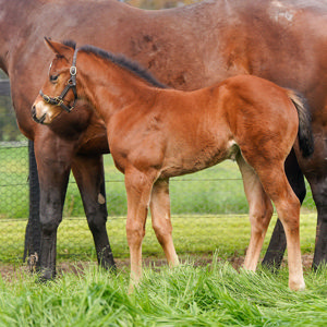 Breednet Gallery - St Mark's Basilica (Fr) Coolmore Stud