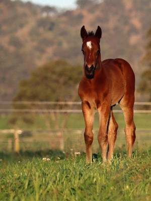 Breednet Gallery - Snitzel Lime Country Thoroughbreds, NSW