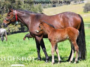 Breednet Gallery - Snitzel Segenhoe Stud, NSW