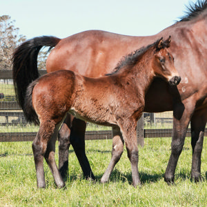 Breednet Gallery - Snitzel Silverdale Farm, NSW