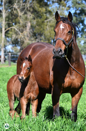 Breednet Gallery - Ole Kirk Vinery Stud, NSW