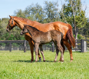 Breednet Gallery - Pierro Coolmore, NSW