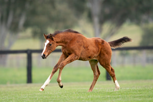 Breednet Gallery - St Mark's Basilica (Fr) Holbrook Thoroughbreds, NSW for Peters Investments 