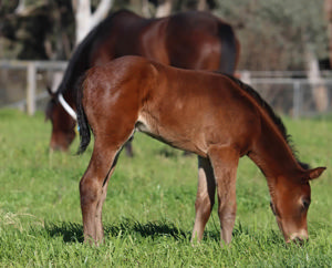 Breednet Gallery - Starspangledbanner Lime Country Thoroughbreds, NSW