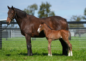 Breednet Gallery - State of Rest (IRE) Alma Vale Thoroughbreds, NSW