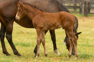 Breednet Gallery - State of Rest (IRE) Twin Hills Stud, NSW