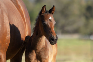 Breednet Gallery - North Pacific Barador Stud