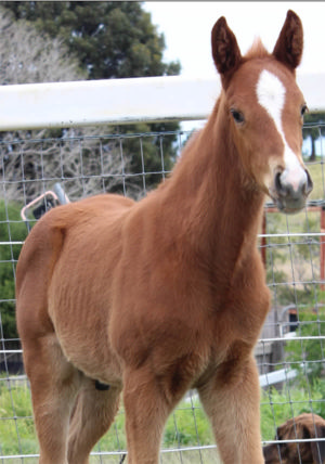 Breednet Gallery - Stronger Amber Lodge, Qld