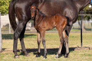 Breednet Gallery - Capitalist Glenbeigh Farm