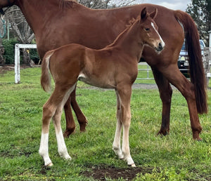 Breednet Gallery - Stronger Penelope Crowley, Qld