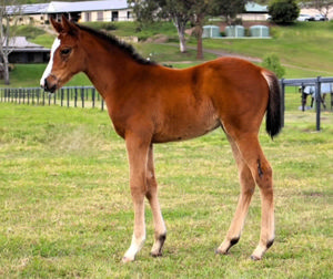 Breednet Gallery - Stronger Ashleigh Webster, Qld