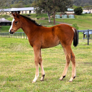 Breednet Gallery - Stronger Fig Tree Thoroughbreds, Qld