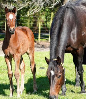 Breednet Gallery - Super Seth Waikato Stud, NZ