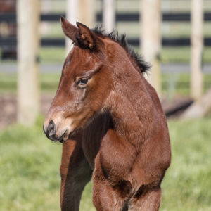 Breednet Gallery - Super Seth Waikato Stud, NZ