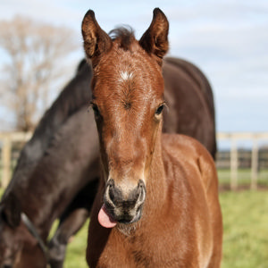 Breednet Gallery - Super Seth Waikato Stud, NZ