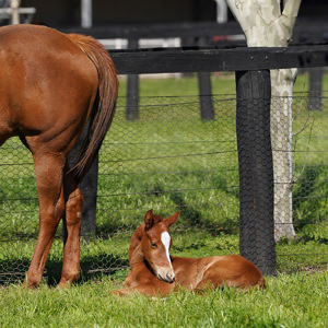 Breednet Gallery - Supido Coolmore Stud