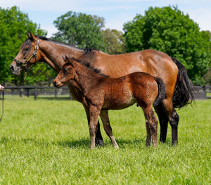 Breednet Gallery - Churchill (IRE) Coolmore, NSW