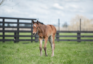 Breednet Gallery - So You Think Cambridge Stud, NZ