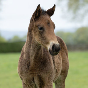 Breednet Gallery - Tarzino Westbury Stud, NZ