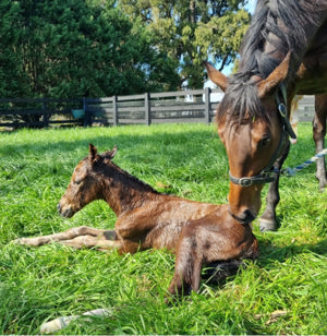 Breednet Gallery - The Autumn Sun Tyreel Stud, NSW