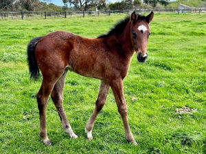 Breednet Gallery - Tassort Allison Sheehan Racing, Vic