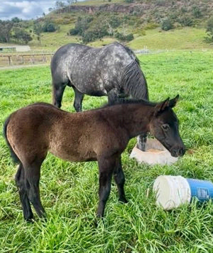 Breednet Gallery - Too Darn Hot (GB) Gundy Park, Scone NSW