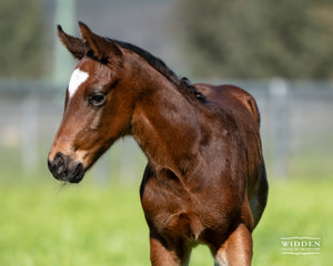 Breednet Gallery - Zoustar Widden Stud, NSW