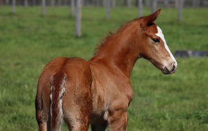 Breednet Gallery - The Autumn Sun Lime Country Thoroughbreds, NSW