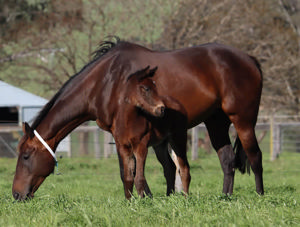 Breednet Gallery - The Autumn Sun Lime Country Thoroughbreds, NSW