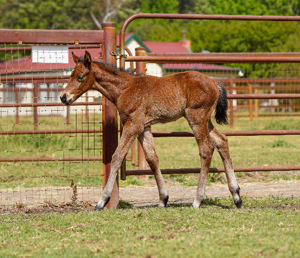 Breednet Gallery - Best of Bordeaux Baramul Stud, NSW