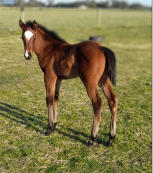 Breednet Gallery - Time to Reign Willmay Farm, Vic