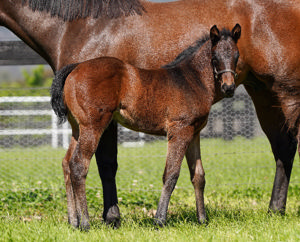 Breednet Gallery - Wootton Bassett (GB) Coolmore, NSW