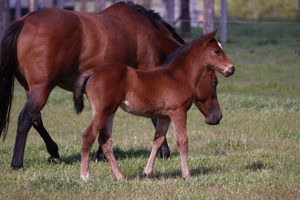 Breednet Gallery - Hello Youmzain (FR) Lime Country Thoroughbreds, NSW