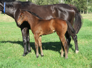 Breednet Gallery - Pierata Davali Thoroughbreds, NSW 