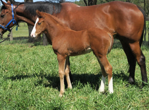 Breednet Gallery - Tiger of Malay Davali Thoroughbreds, NSW 