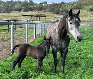 Breednet Gallery - Too Darn Hot (GB) Alma Vale Thoroughbreds, NSW