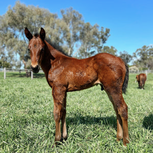 Breednet Gallery - Too Darn Hot (GB) Bhima Thoroughbreds, NSW