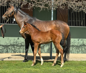 Breednet Gallery - Toronado (IRE) Swettenham Stud, Vic