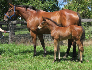 Breednet Gallery - Star Turn Davali Thoroughbreds, NSW 