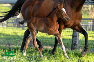 Breednet Gallery - Anders Willow Park Stud, NSW