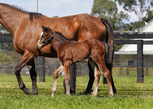 Breednet Gallery - Home Affairs Coolmore, NSW