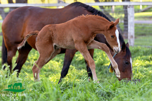 Breednet Gallery - King's Legacy Willow Park Stud, NSW