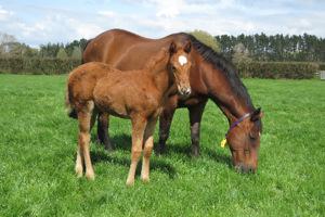 Breednet Gallery - Vanbrugh Windsor Park Stud, NZ